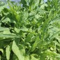Preview: Neu! Spargelsalat Pointed Taiwan Sword (Samen)