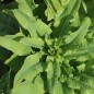 Preview: Neu! Spargelsalat Pointed Taiwan Sword (Samen)