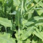 Preview: Neu! Spargelsalat Pointed Taiwan Sword (Samen)