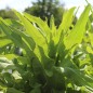Preview: Neu! Spargelsalat Pointed Taiwan Sword (Samen)