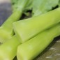 Preview: Spargelsalat Wo Sun (Samen)