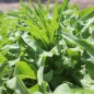 Preview: Spargelsalat Wo Sun (Samen)