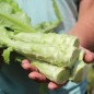 Preview: Spargelsalat Wo Sun (Samen)