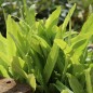 Preview: Spargelsalat Yu Mai Tsai (Samen)