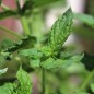 Preview: Spearmint (Samen)