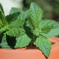 Preview: Spearmint (Samen)