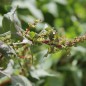 Preview: Spinat Beaujolais (Samen)