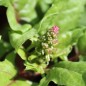 Preview: Spinat Beaujolais (Samen)