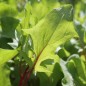 Preview: Spinat Beaujolais (Samen)