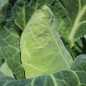 Preview: Spitzkohl Cuor di Bue (Samen)
