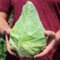 Preview: Spitzkohl Cuor di Bue (Samen)