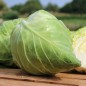 Preview: Spitzkohl Eersteling (Samen)