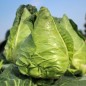 Preview: Spitzkohl Eersteling (Samen)
