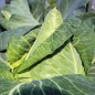 Preview: Spitzkohl Eersteling (Samen)