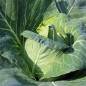 Preview: Spitzkohl Eersteling (Samen)