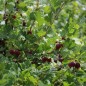 Preview: Stachelbeere Ashton Red (Pflanze)