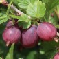 Preview: Stachelbeere Ashton Red (Pflanze)