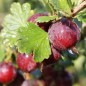 Preview: Stachelbeere Ashton Red (Pflanze)