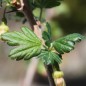 Preview: Neu! Stachelbeere Green Gem (Pflanze)