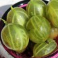 Preview: Stachelbeere Jubilee (Pflanze)