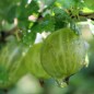 Preview: Stachelbeere Jubilee (Pflanze)