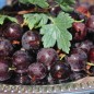 Preview: Stachelbeere Kapitein (Pflanze)