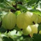 Preview: Neu! Stachelbeere White Lion (Pflanze)