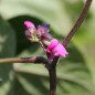 Preview: Stangenbohne Trionfo Violetto (Samen)