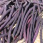 Preview: Stangenbohne Trionfo Violetto (Samen)