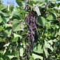 Preview: Stangenbohne Trionfo Violetto (Samen)