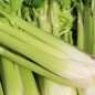 Preview: Stangensellerie Nuget (Samen)