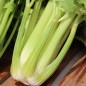 Preview: Stangensellerie Nuget (Samen)