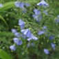 Preview: Staudenlein blau  (Samen)