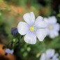 Preview: Staudenlein blau  (Samen)