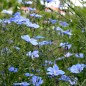 Preview: Staudenlein blau  (Samen)