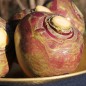 Preview: Steckrübe Ruby (Samen)