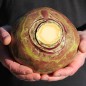 Preview: Steckrübe Ruby (Samen)