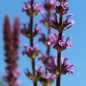 Preview: Steppensalbei Rose Queen (Samen)