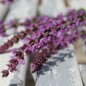 Preview: Steppensalbei Rose Queen (Samen)