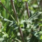 Preview: Steppensalbei Rose Queen (Samen)