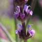 Preview: Steppensalbei Rose Queen (Samen)