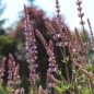 Preview: Steppensalbei Rose Queen (Samen)