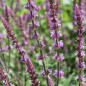 Preview: Steppensalbei Rose Queen (Samen)