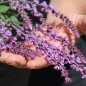 Preview: Steppensalbei Rose Queen (Samen)