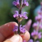 Preview: Steppensalbei Rose Queen (Samen)