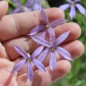 Preview: Sternenblume blue (Samen)