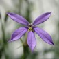 Preview: Sternenblume blue (Samen)