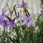 Preview: Sternenblume blue (Samen)
