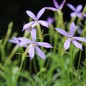 Preview: Sternenblume blue (Samen)