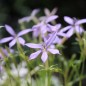 Preview: Sternenblume blue (Samen)